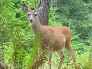 Black-Tailed Male Deer