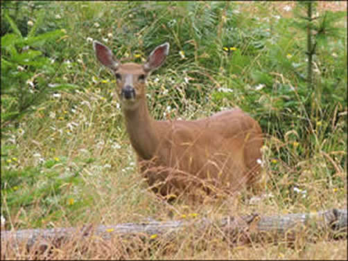 Black-tailed Doe